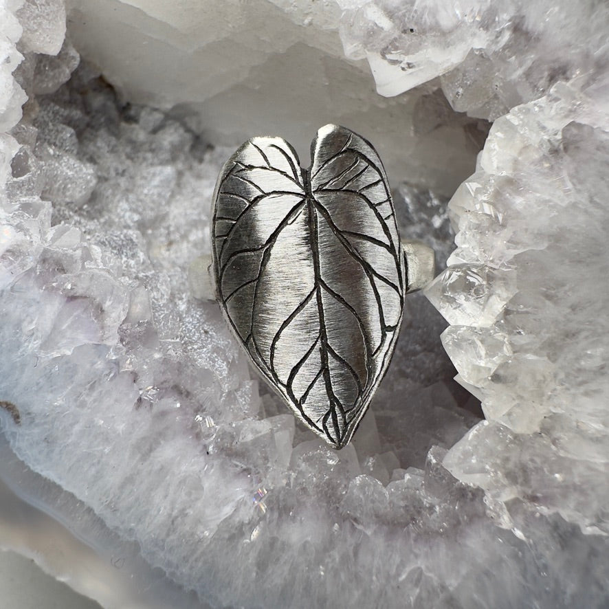 Anthurium Crystallinum Leaf Ring